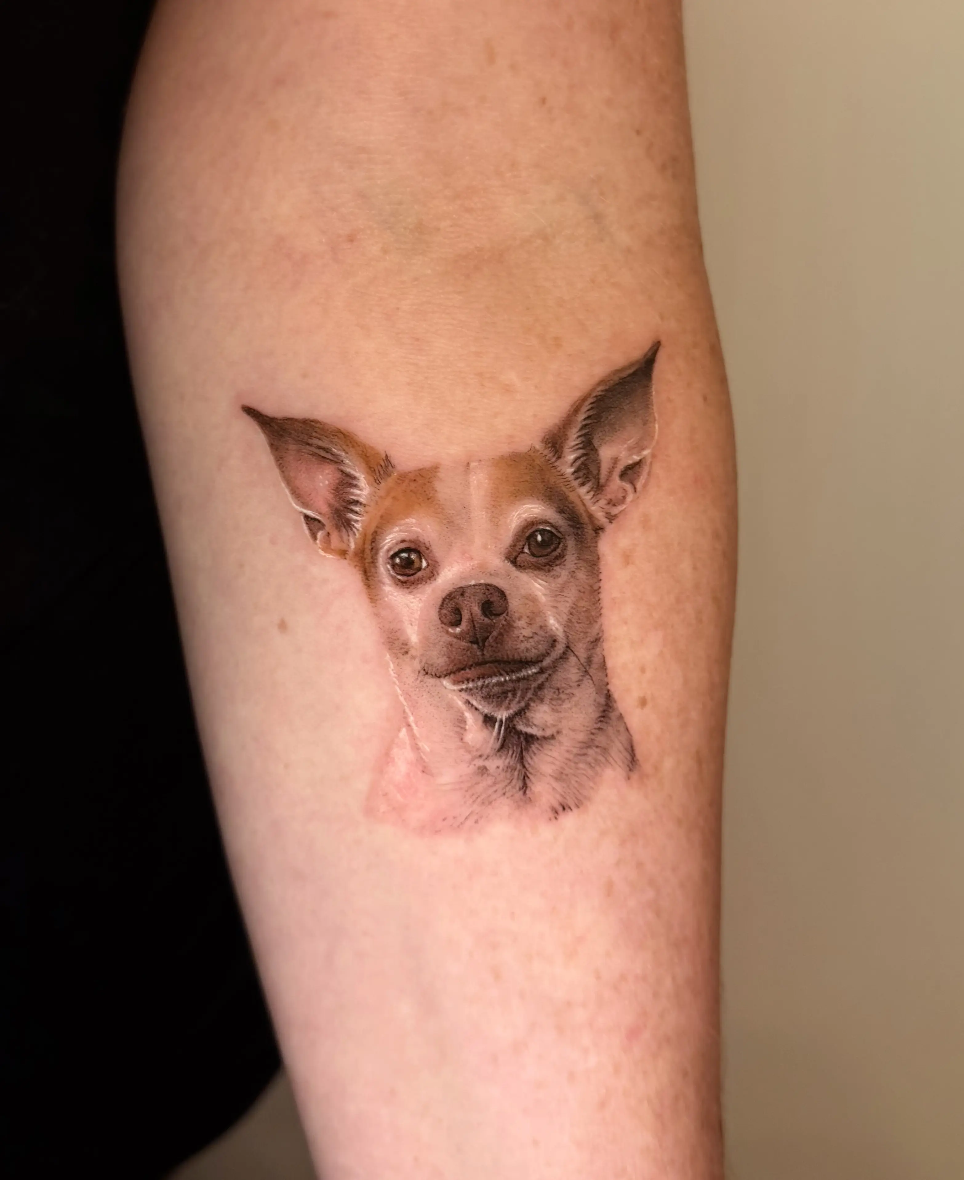 Chihuahua portrait tattoo on an upper arm
