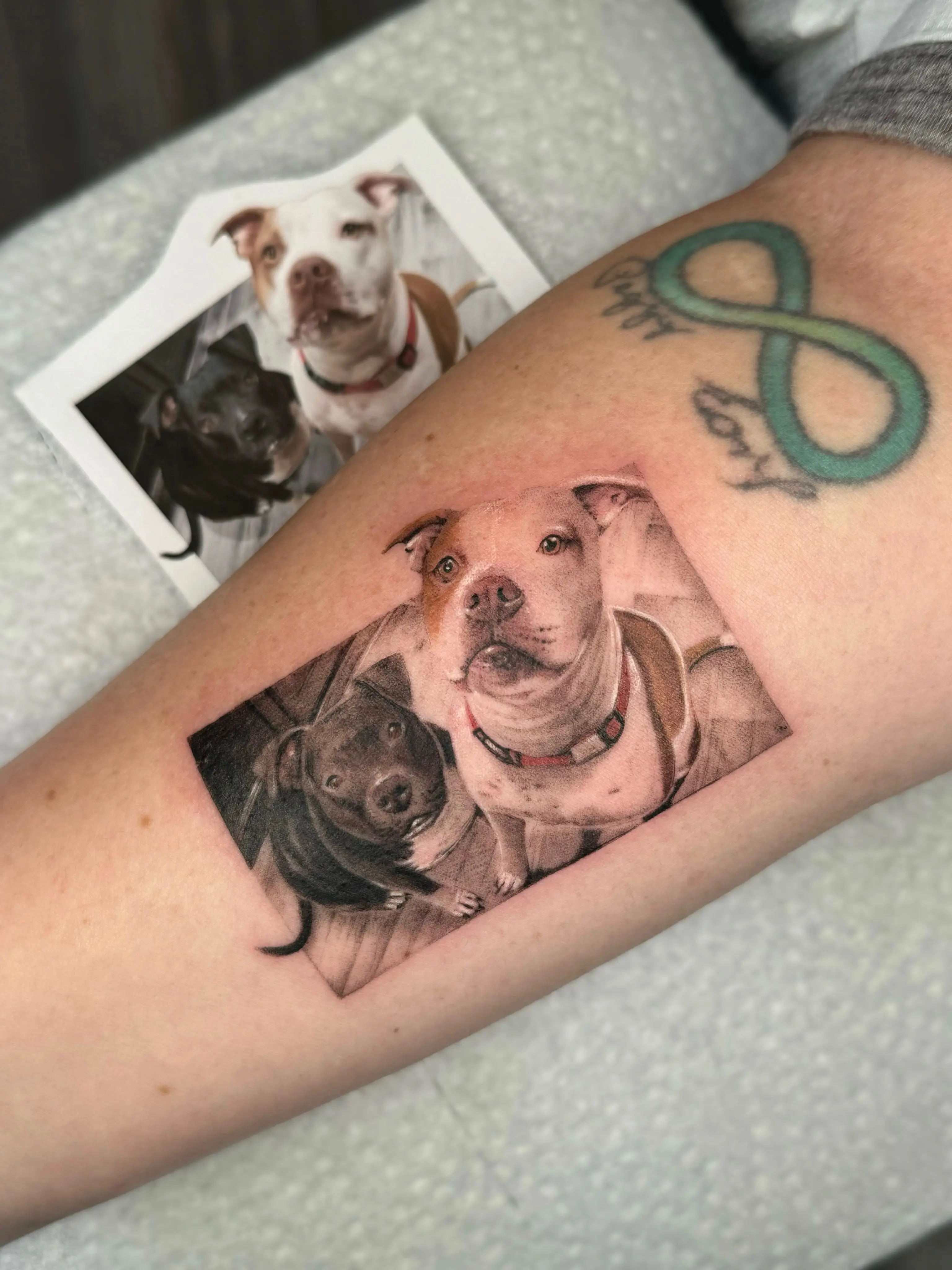 Two pit bull portraits tattooed on a forearm next to the reference photo