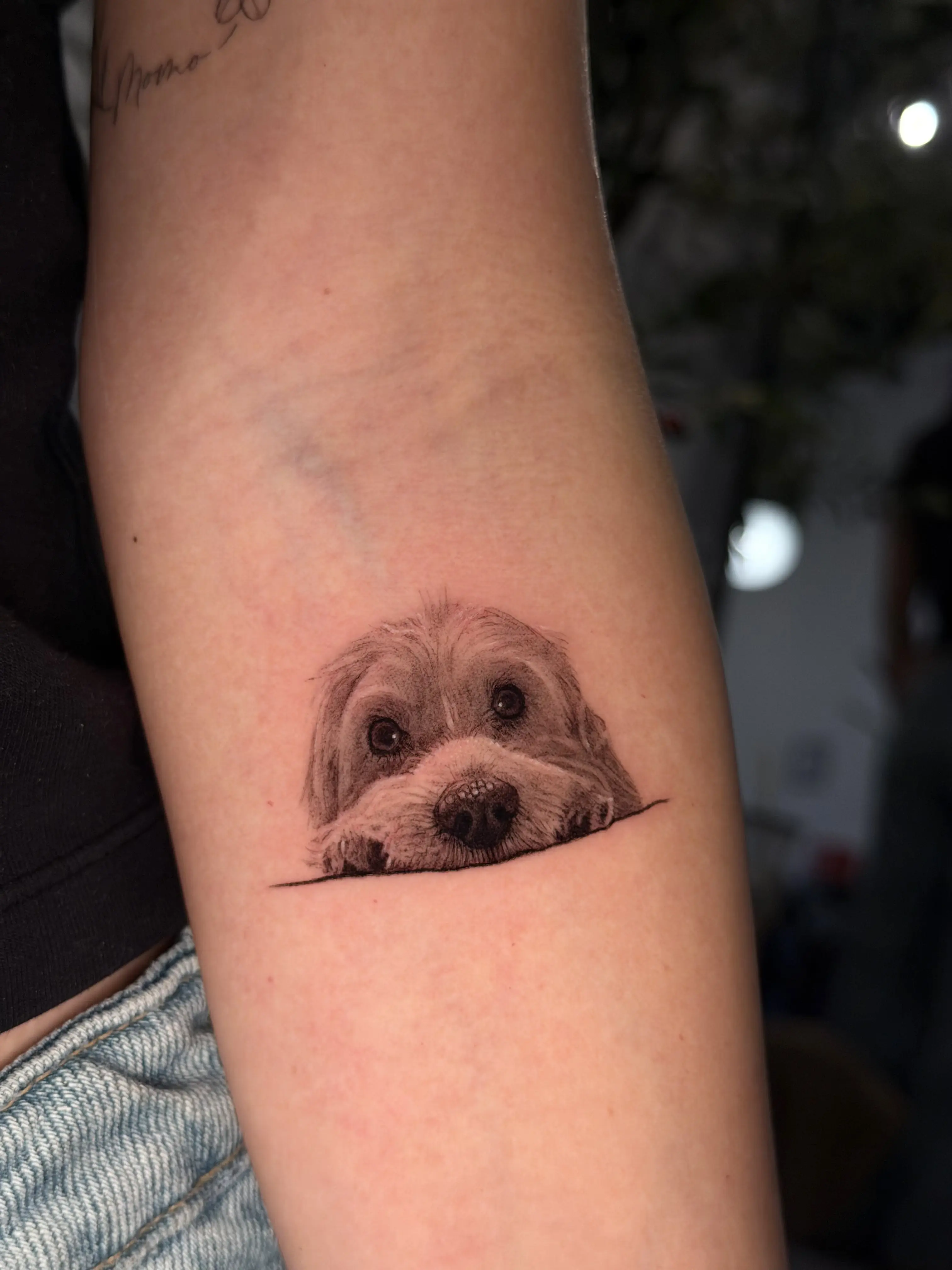 Poodle portrait tattoo peeking over a line on a forearm