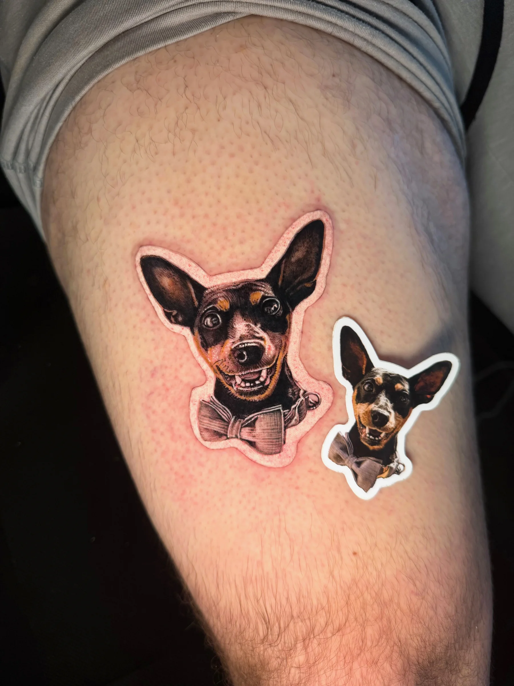 Two chihuahua portraits with sticker-style outlines on a thigh